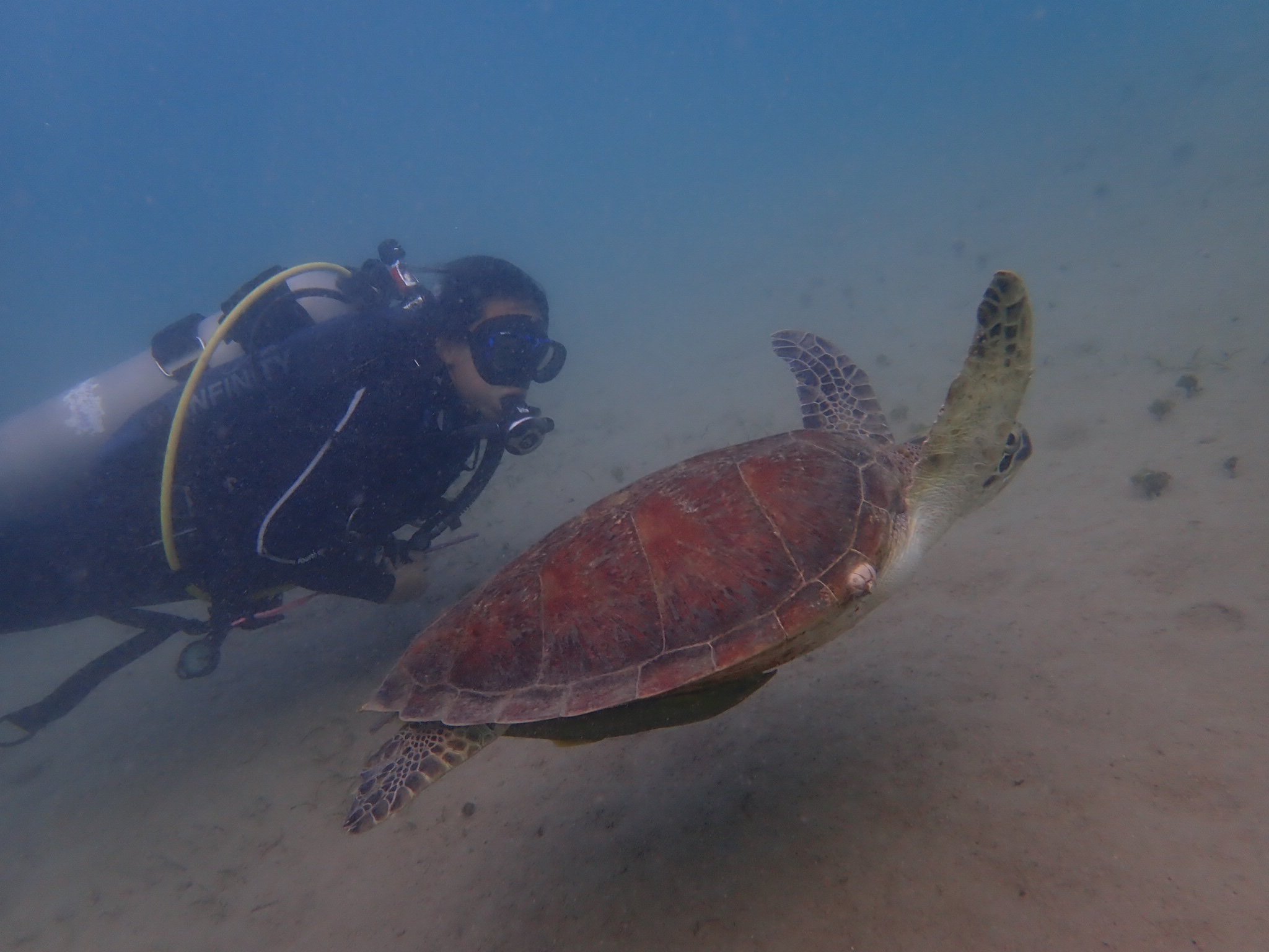 Turtle