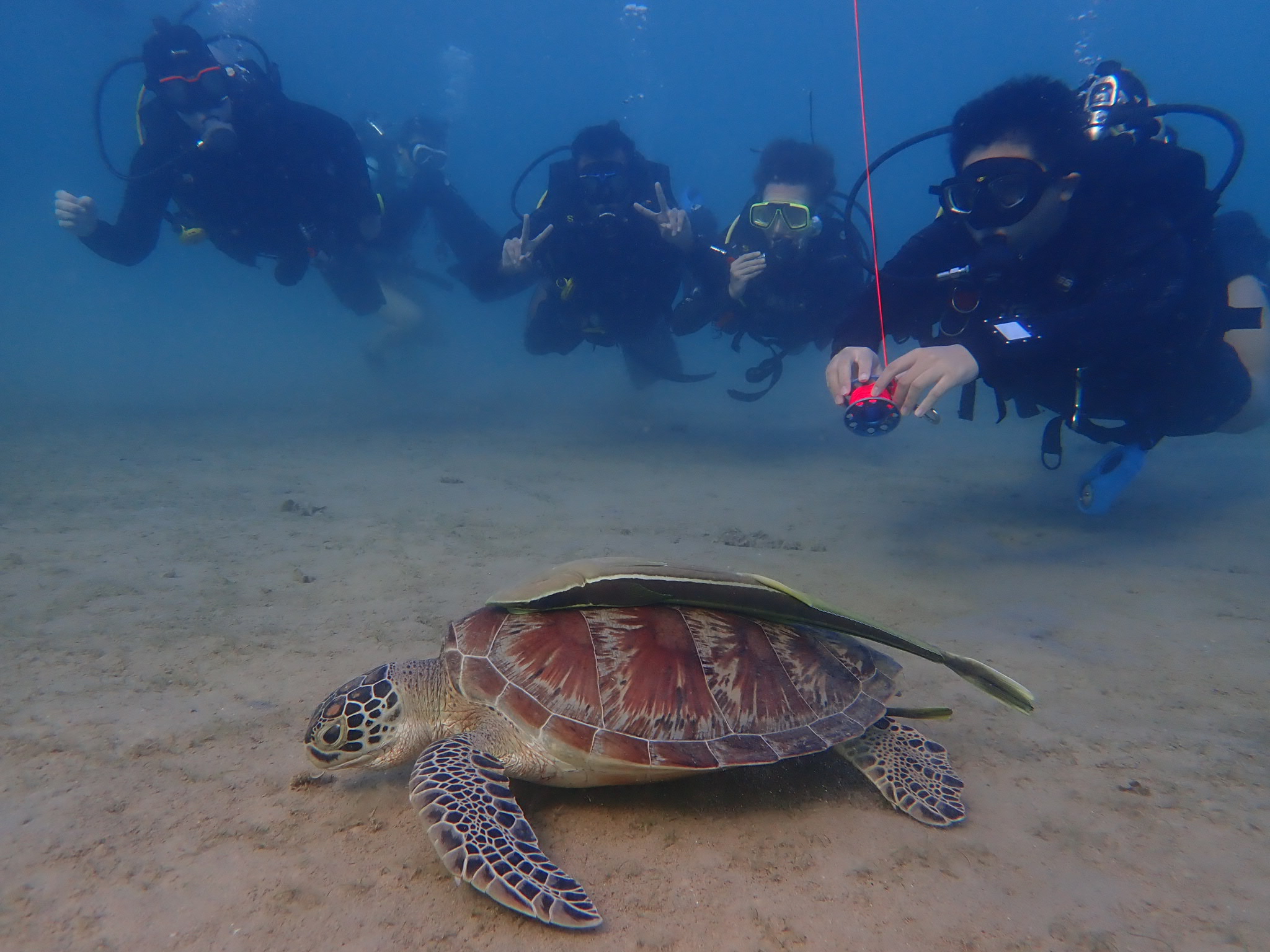 Turtle