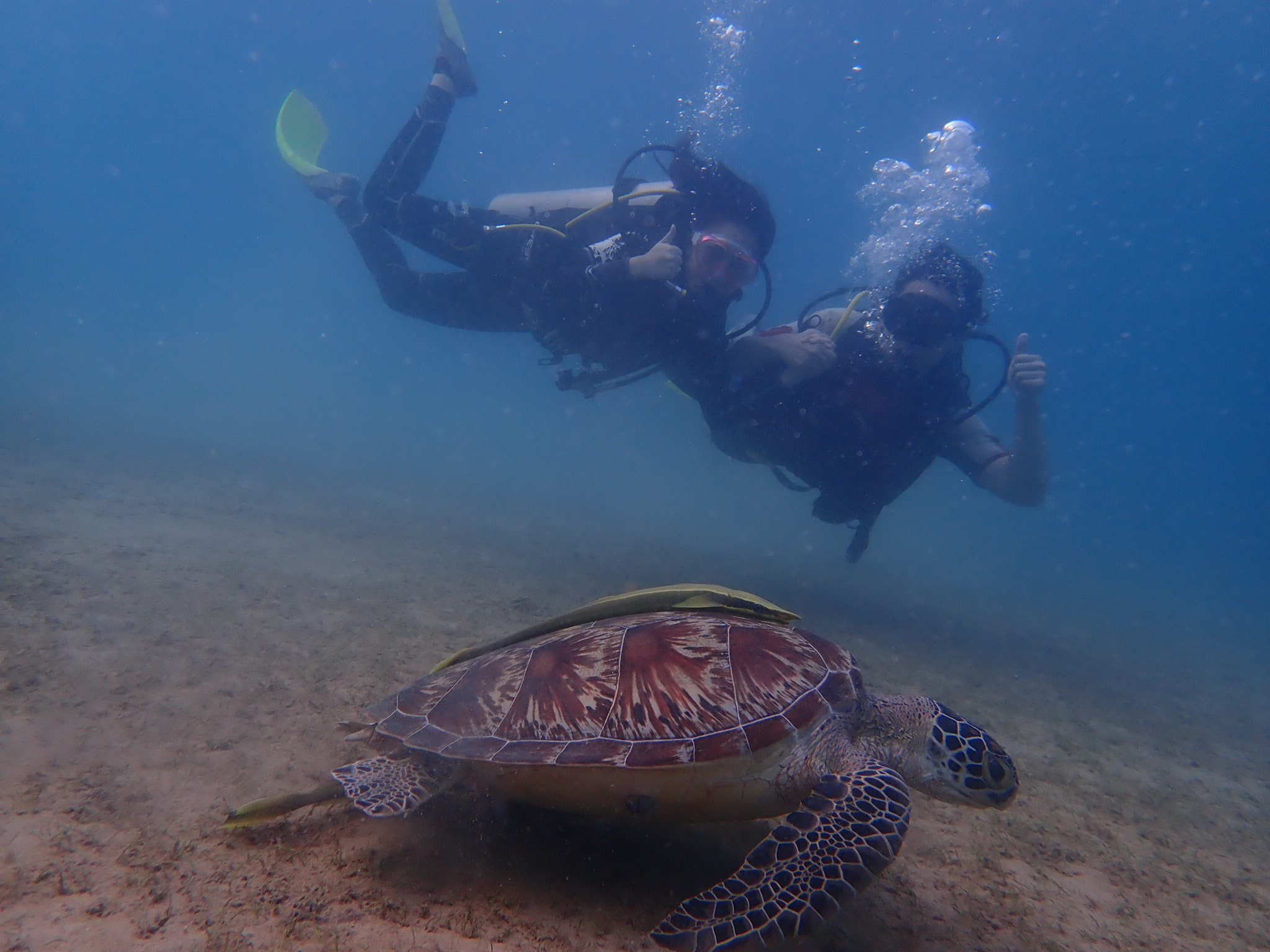Turtle