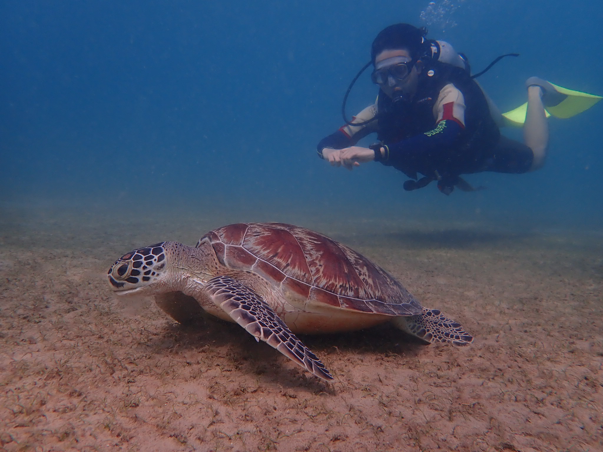 Turtle